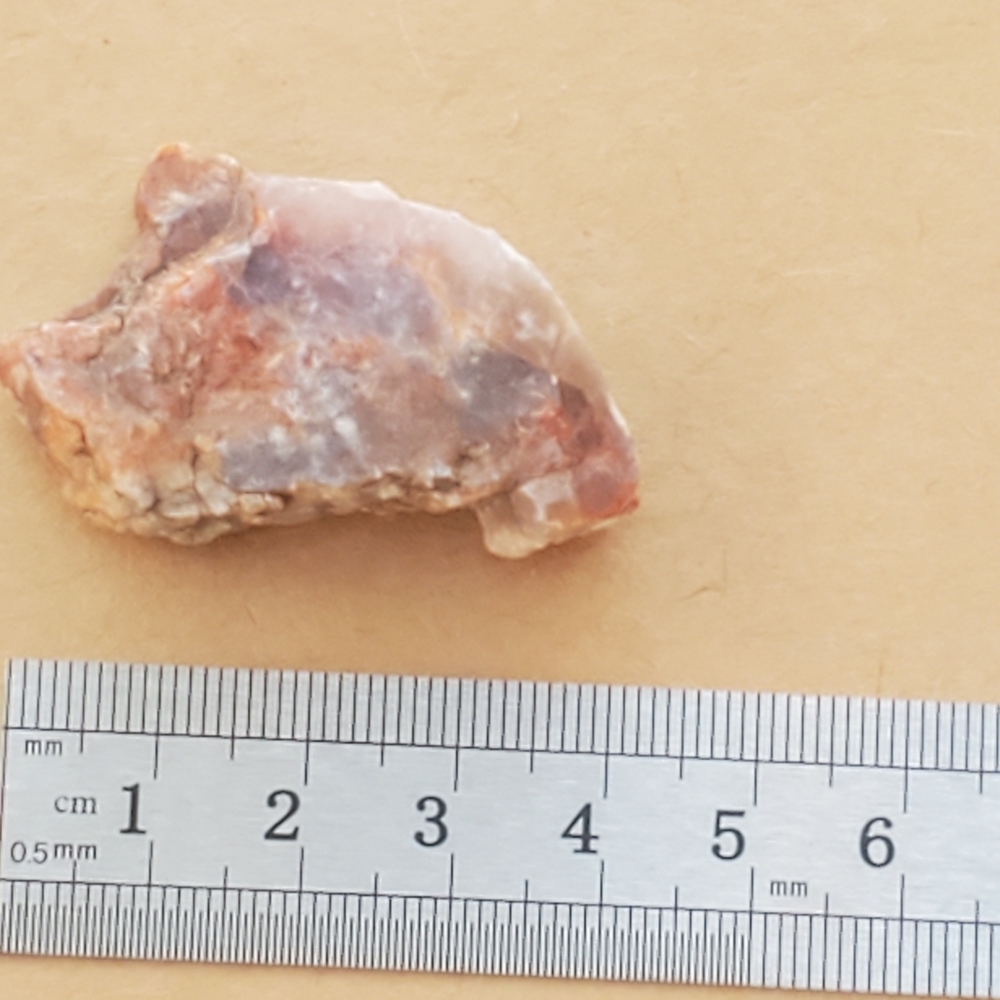 🦣FOSSILS FOR KIDS🦖 - Picture 12 of 14